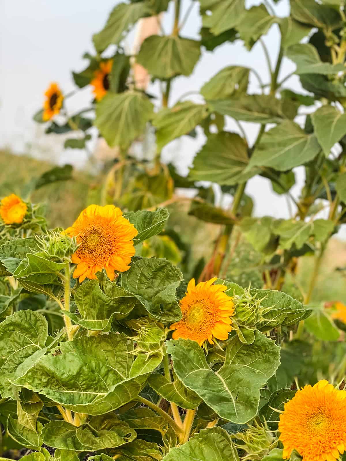 Teddy bear sunflowers in the garden.