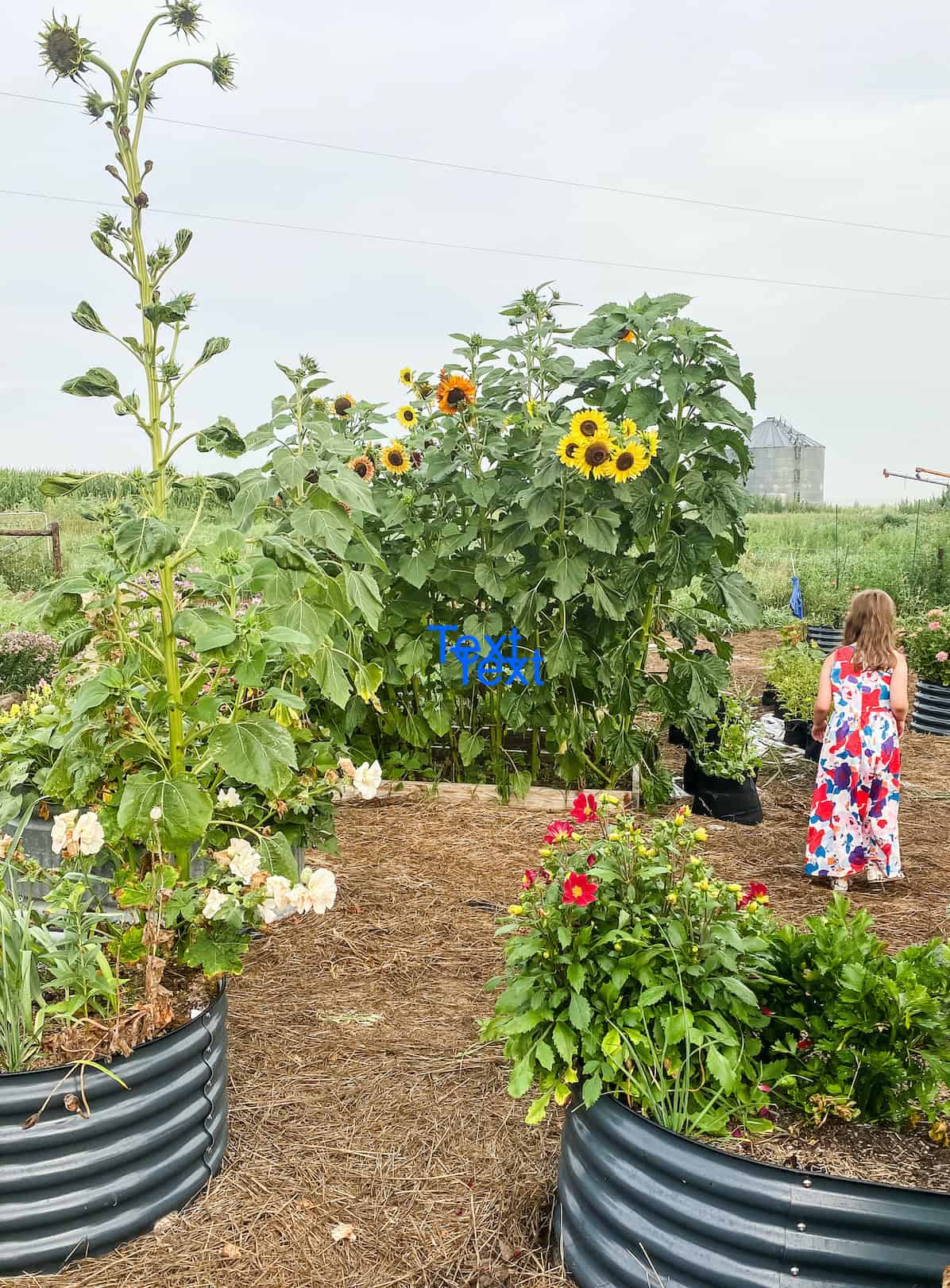 little girl in the garden by the potato grow bags. 