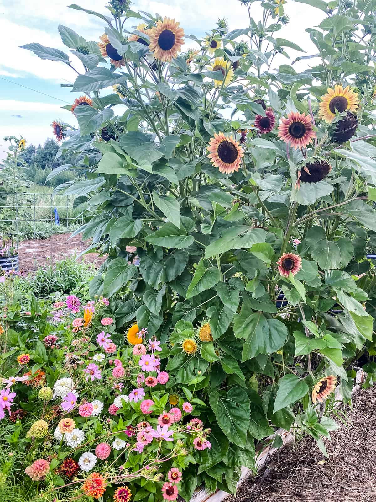 cut flower garden with sunflowers, zinnia, and cosmos in a wooden raised bed.