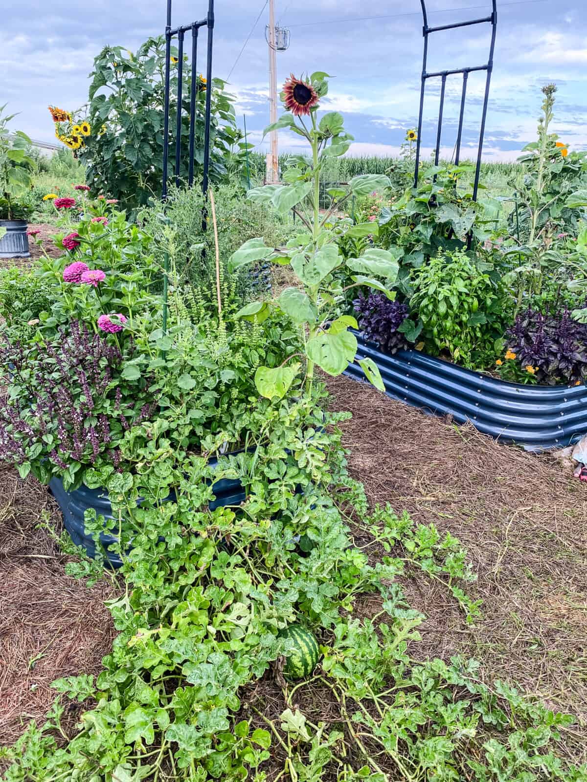 watermelon trailing over the edge of the raised garden bed. 