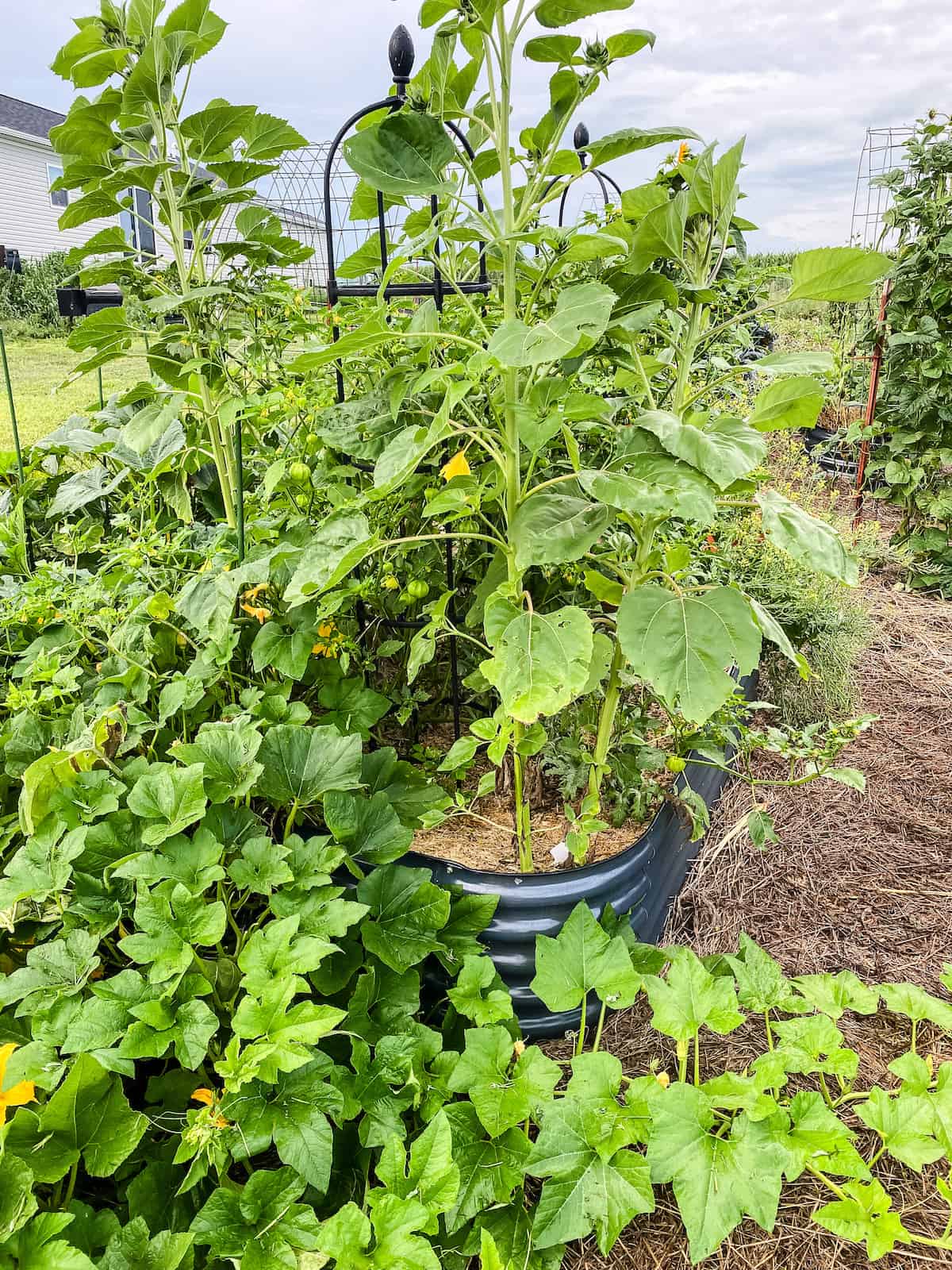 pumpkin plant trailing over the raised garden bed. 