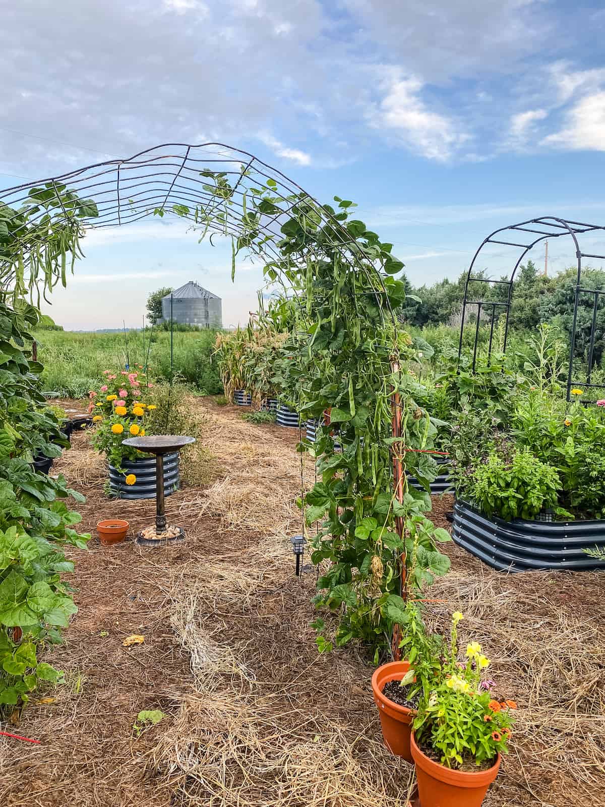 garden arch with climbing beans growing.