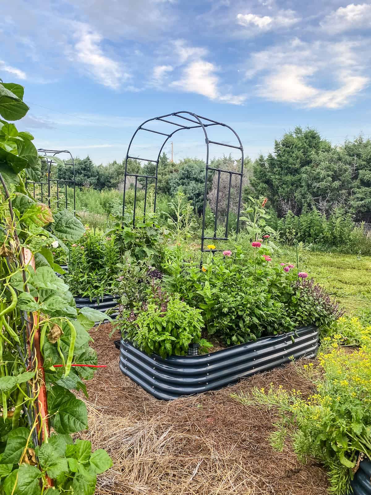 raised beds in the garden with black metal arches and packed full of a variety of veggies.