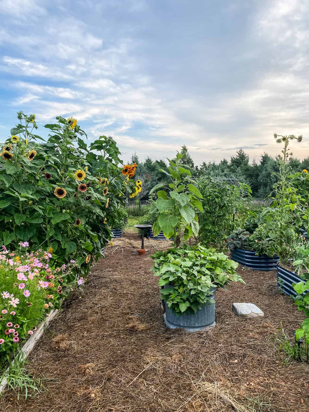 raised garden beds filled with flowers and summer vegetables.