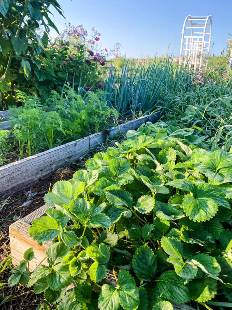 Tips for Growing Strawberries + How to Grow in Raised Beds