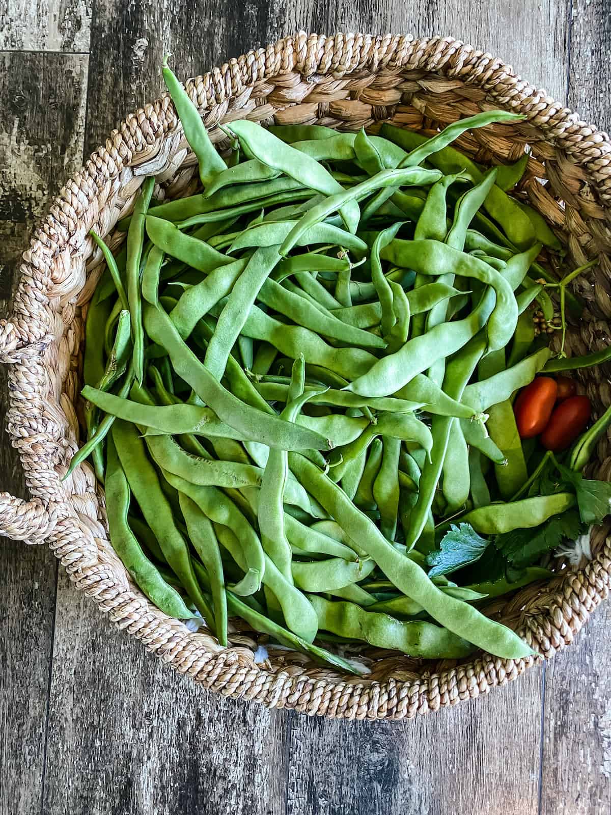 Northeaster pole beans harvested in garden basket.