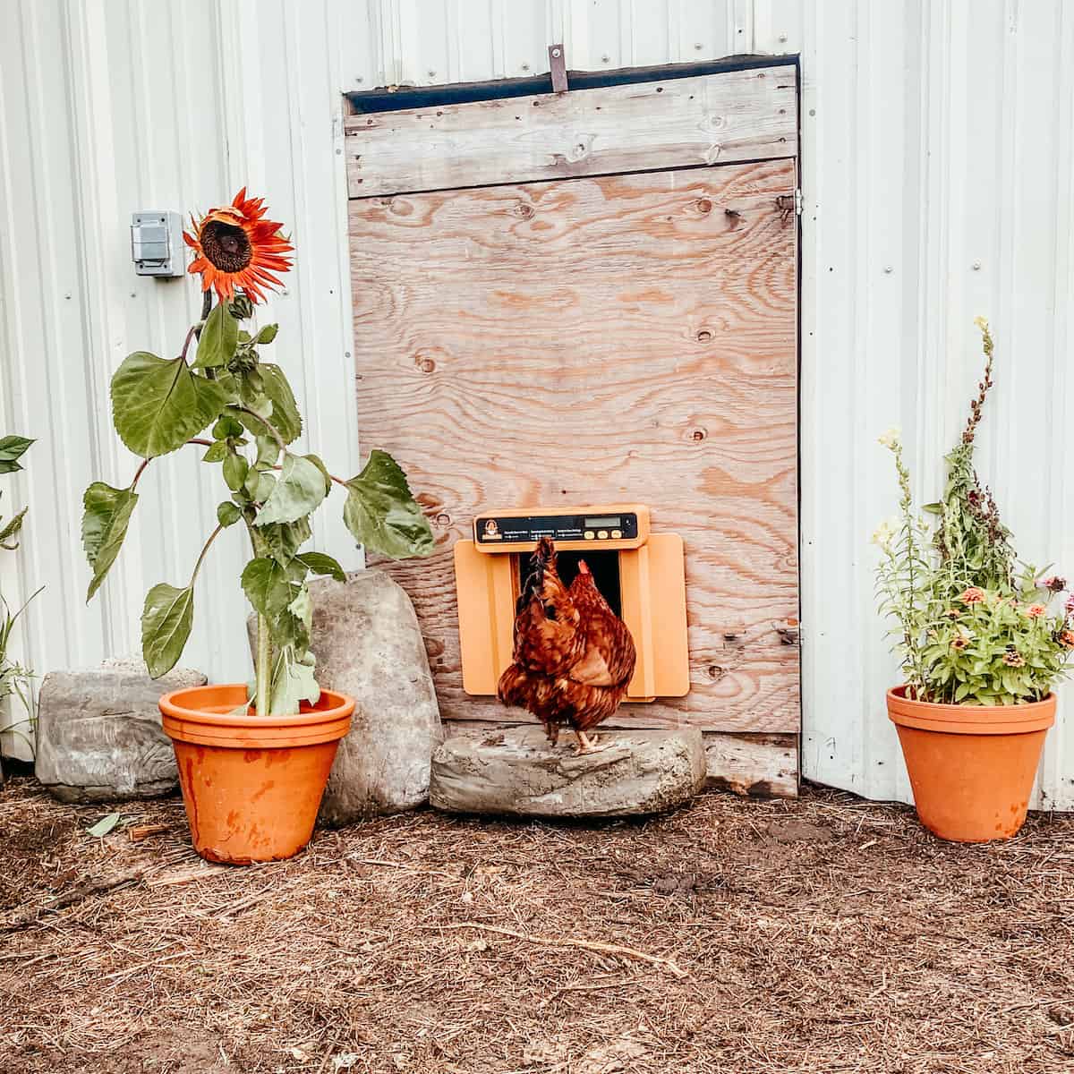 two Rhode Island Red chickens standing inside of chicken coop door way.