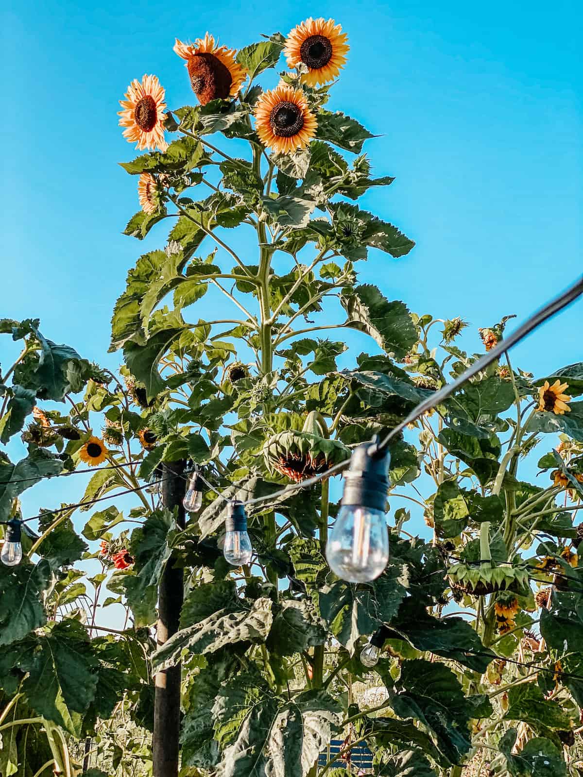 hanging string lights by the sunflowers in the garden.