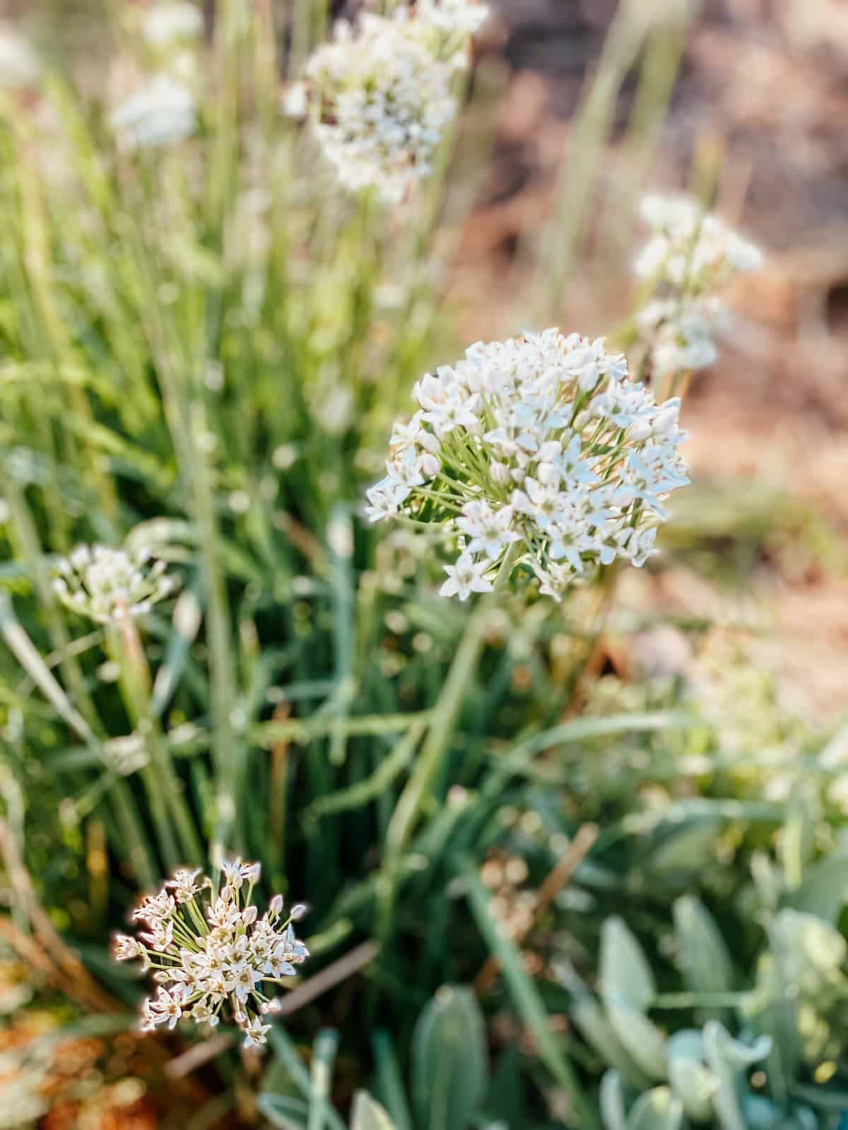garlic chives with white flower blossoms in the garden.