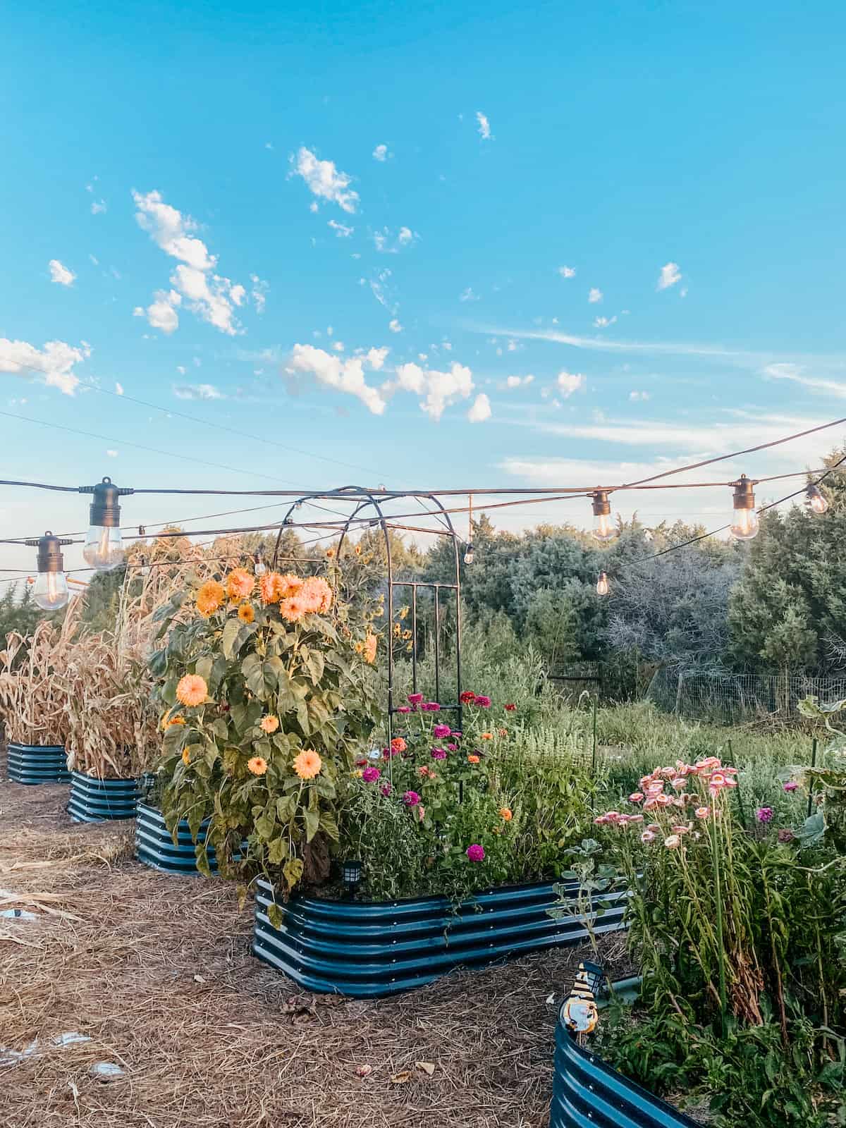 string lights hanging in the garden above raised beds. 