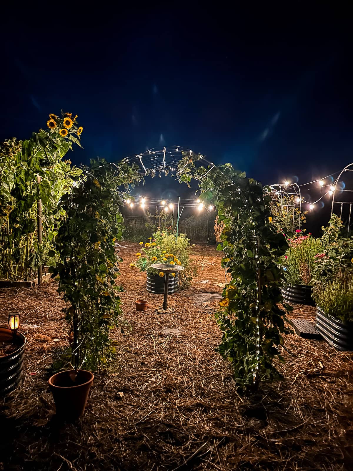 garden arch with beans and string lights in the garden.
