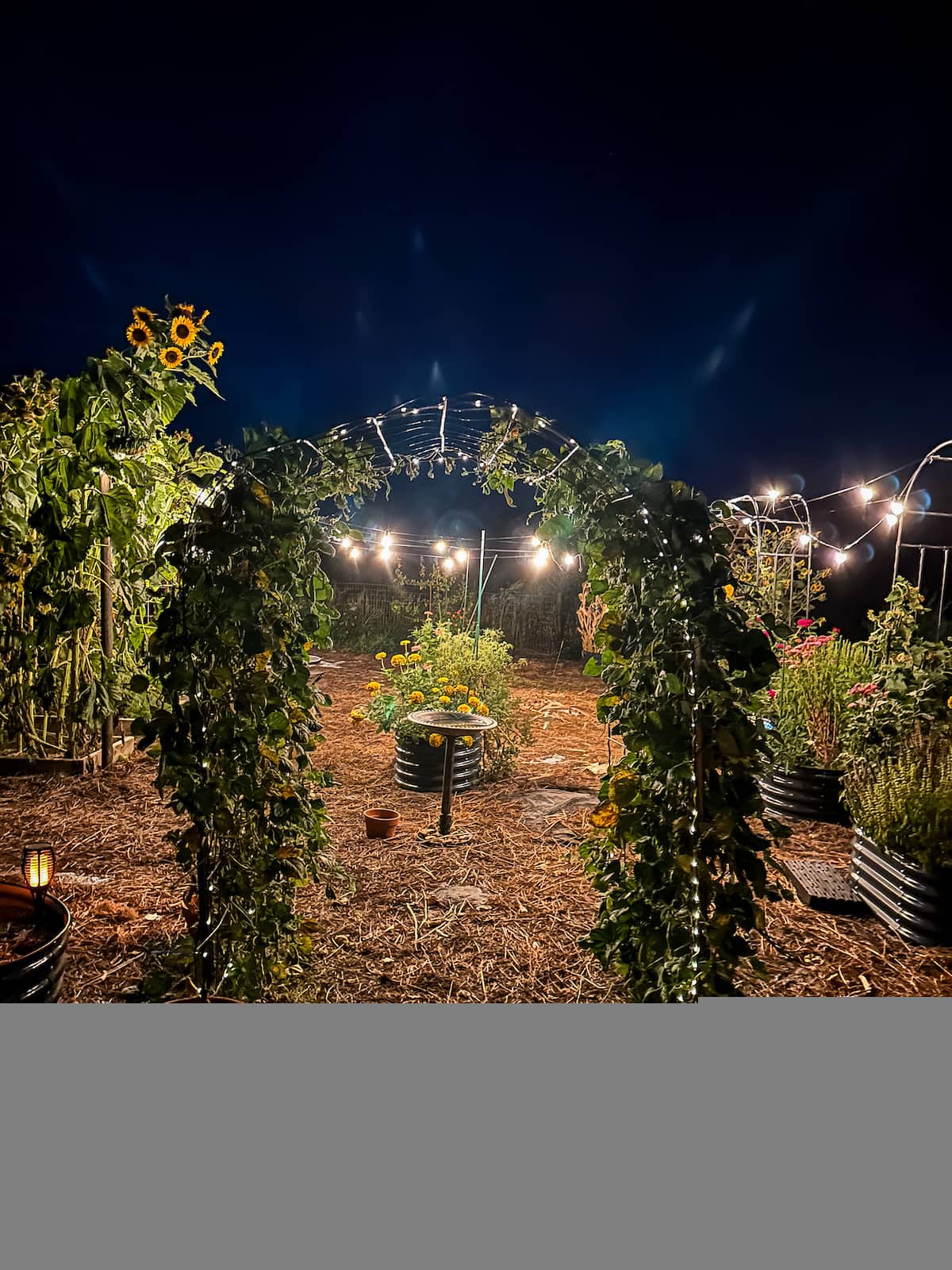 garden arch with beans and string lights in the garden.