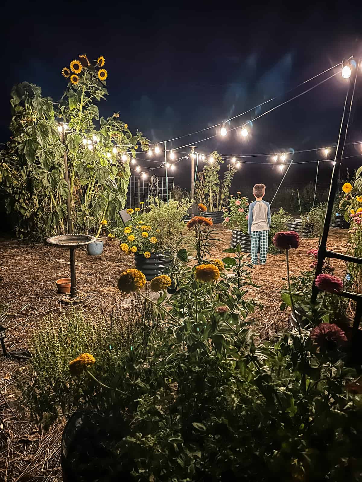 young boy in the garden at night with string lights overhead.