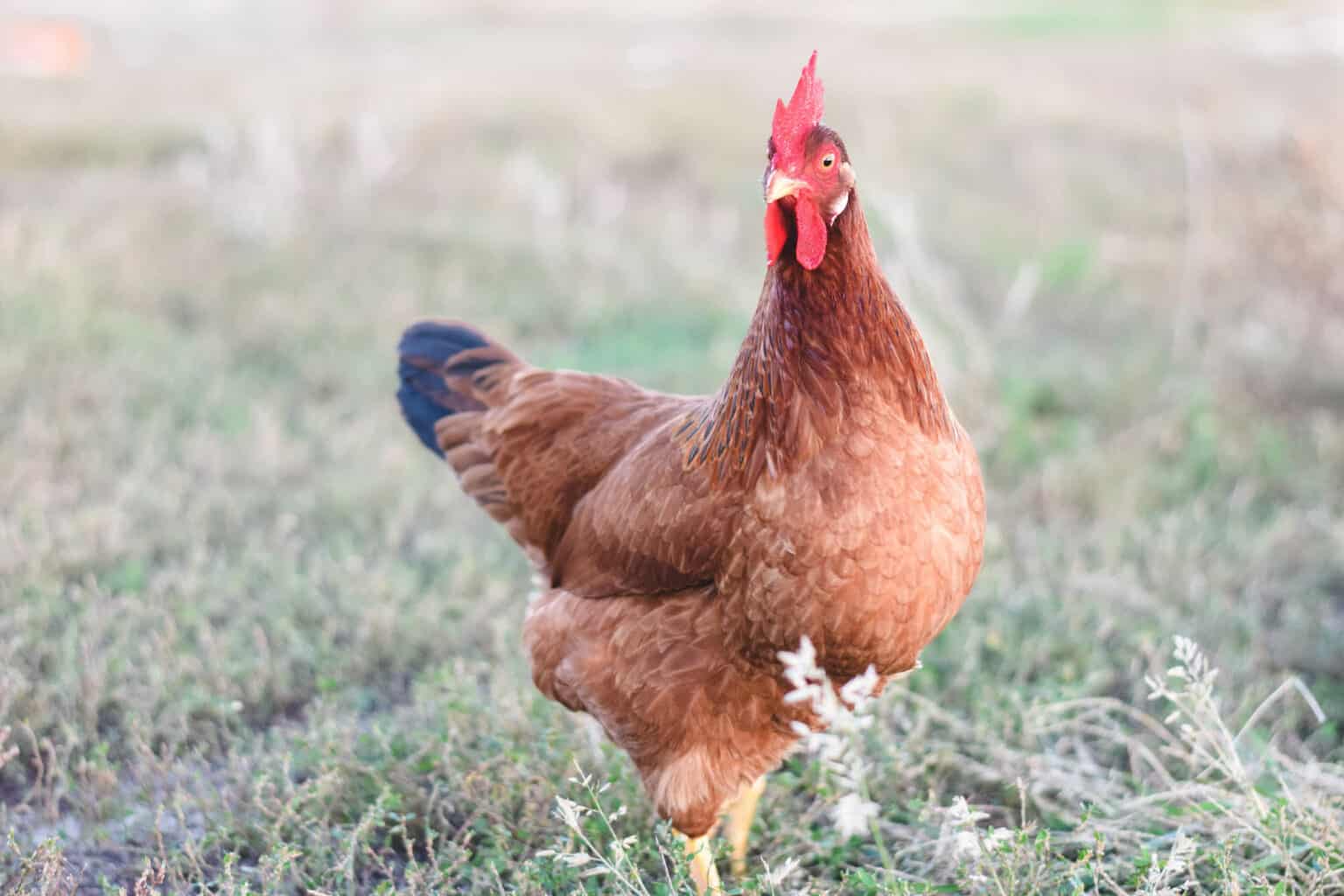 Best Backyard Chickens for Beginners (top chicken breeds) - Boots ...