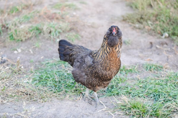 Best Backyard Chickens for Beginners (top chicken breeds) - Boots ...