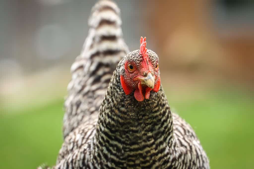 Close-Up Shot of a Plymouth Rock chicken