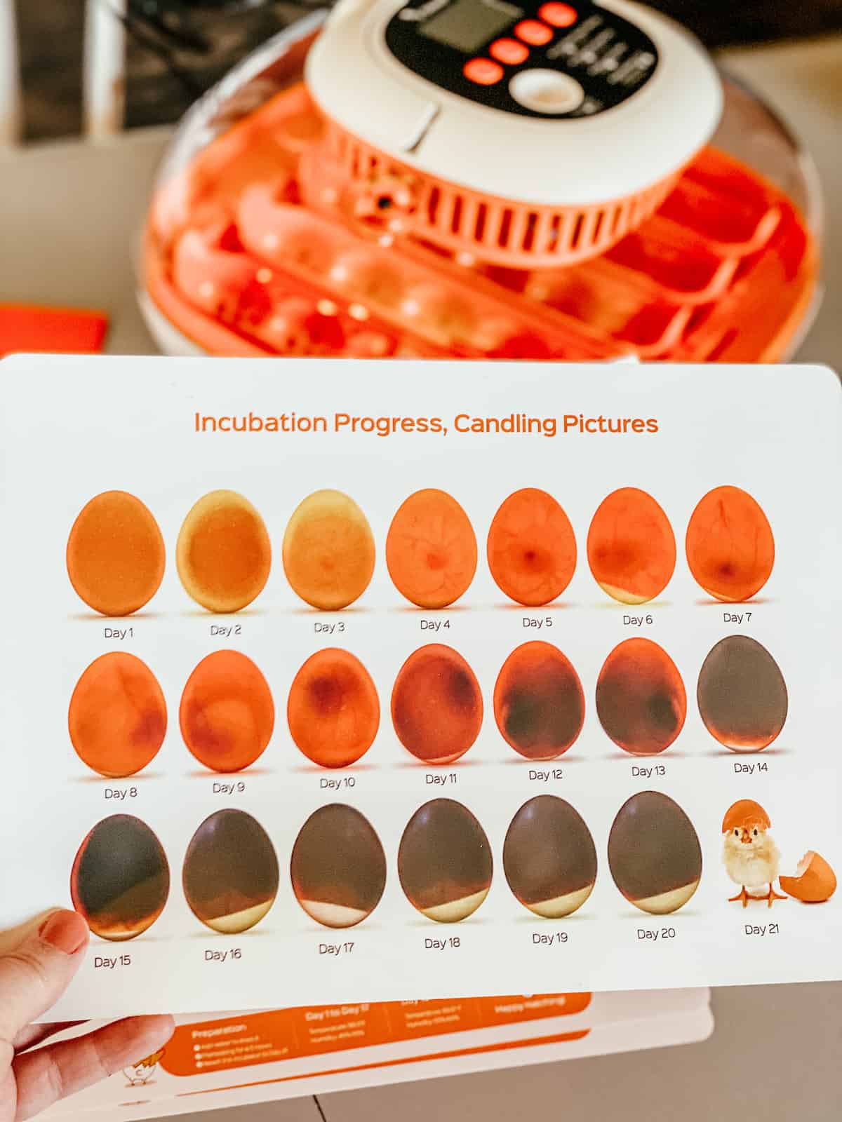info graphic of chicken eggs in hatching process. 