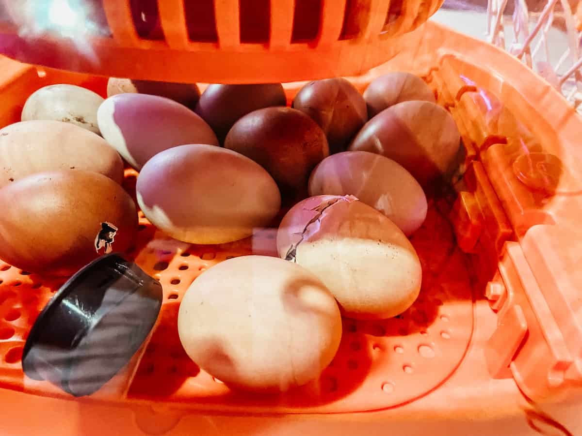 chicken eggs beginning to hatch in the incubator.