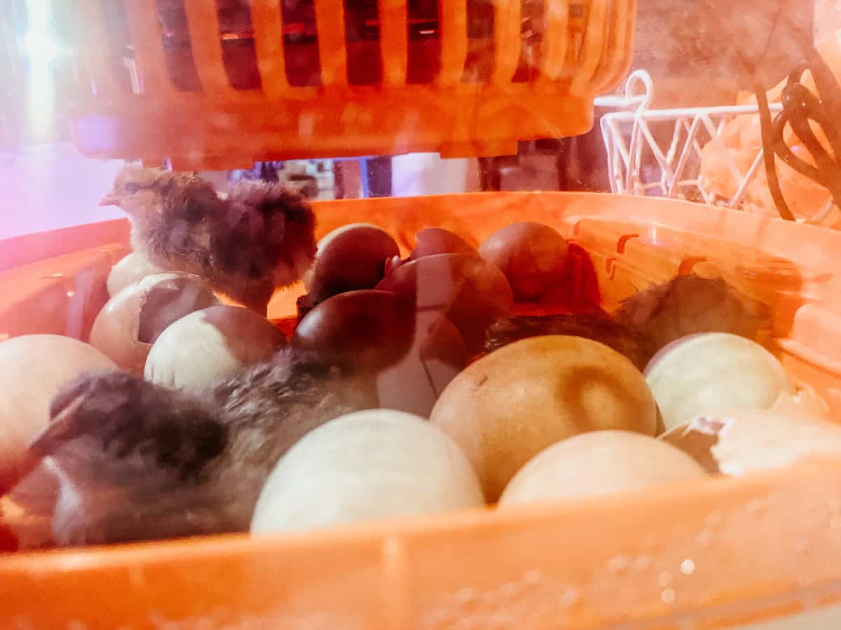 hatched chicks in the egg incubator. 