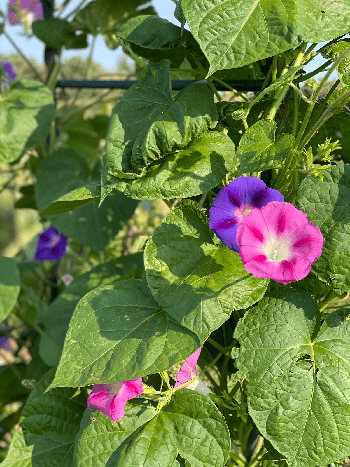 morning glories on the cattle panel arch. 