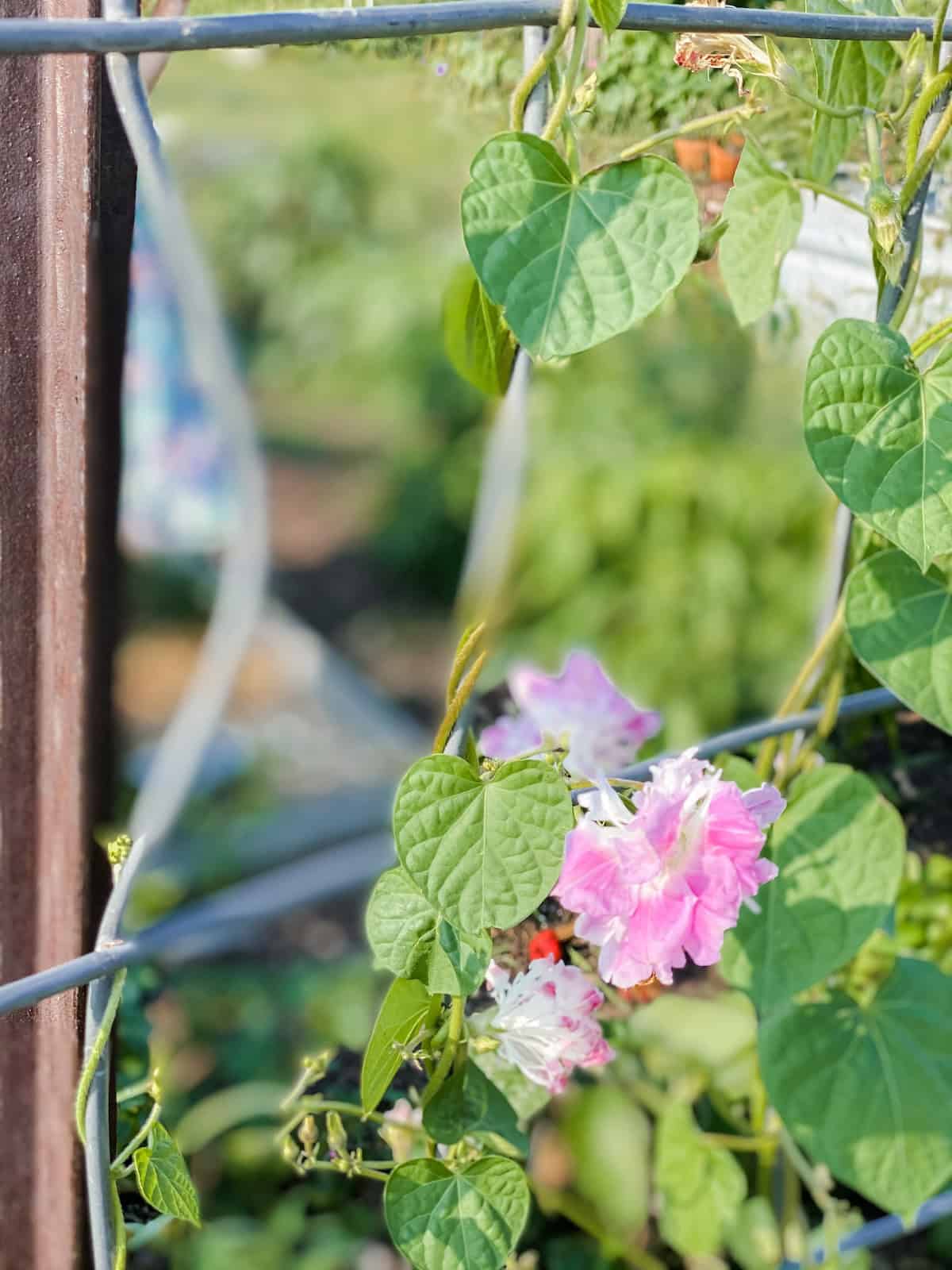butterfly peas on a cattle panel arch. 