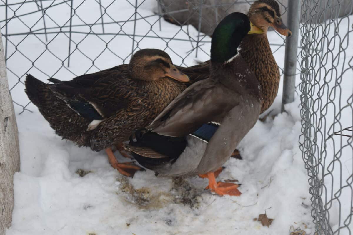 ducks on the snow in the winter. 