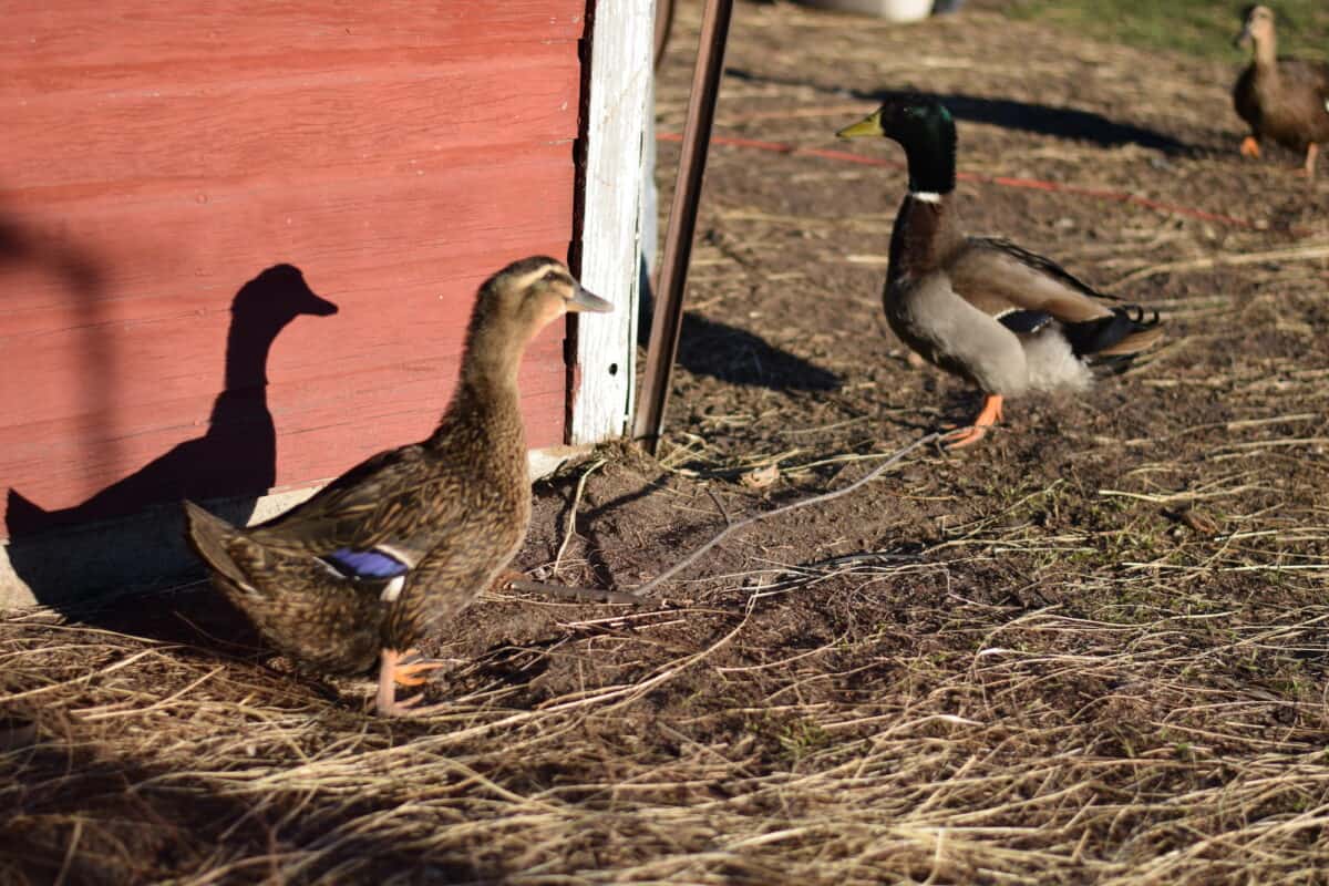 ducks outside of the barn.