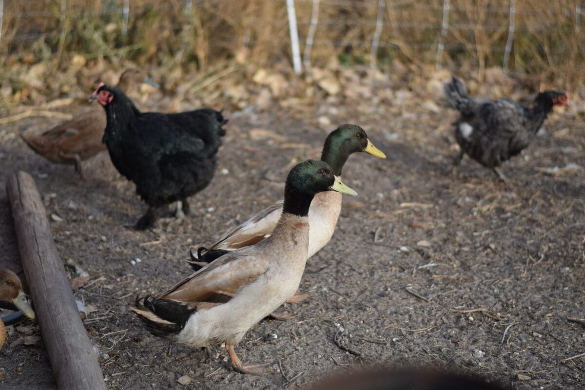 light brown and gray ducks in the run with chickens. 