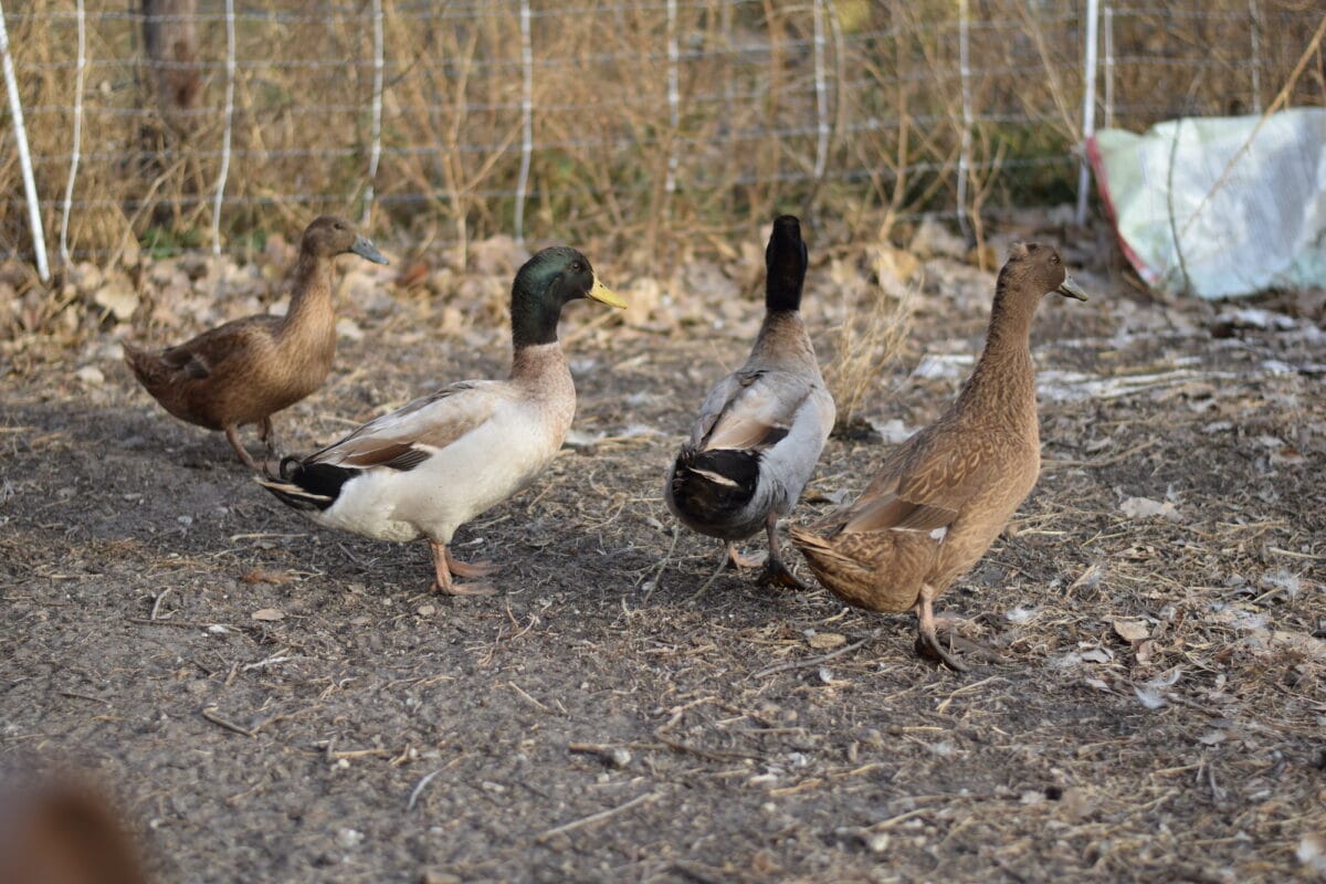 khaki campbell and other brown ducks outside in the run. 