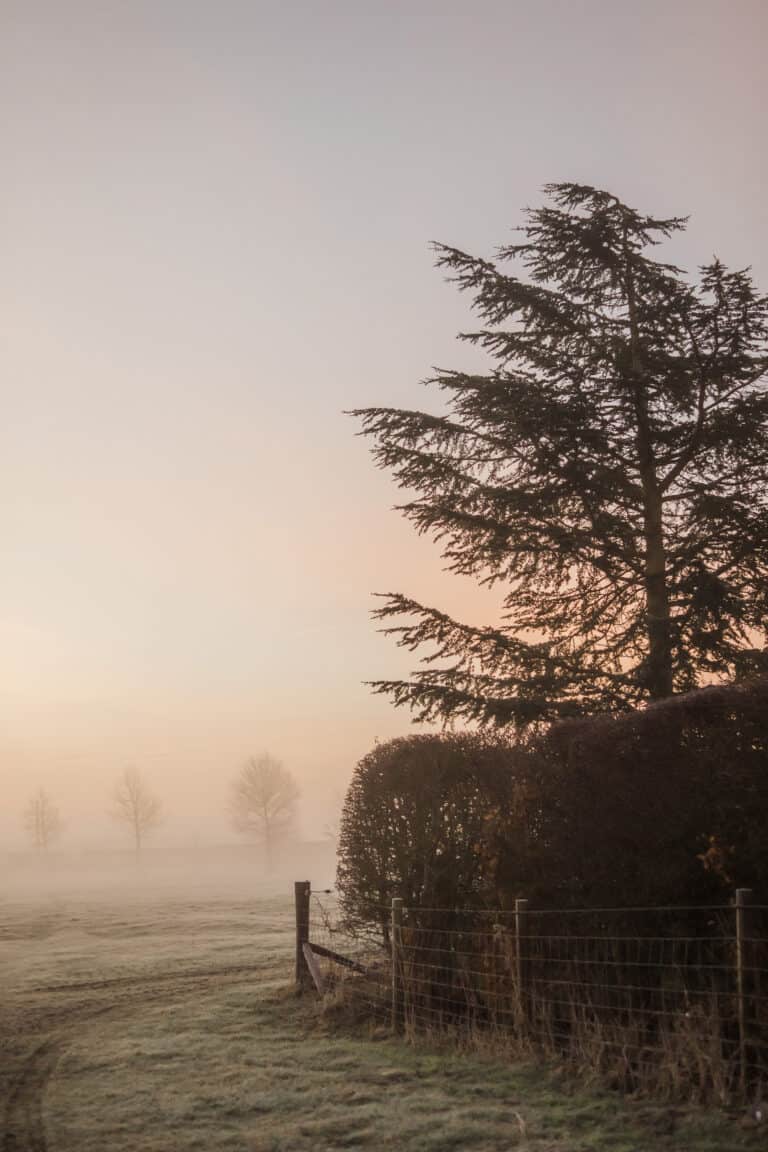 foggy country scene at sunrise with trees in the background.