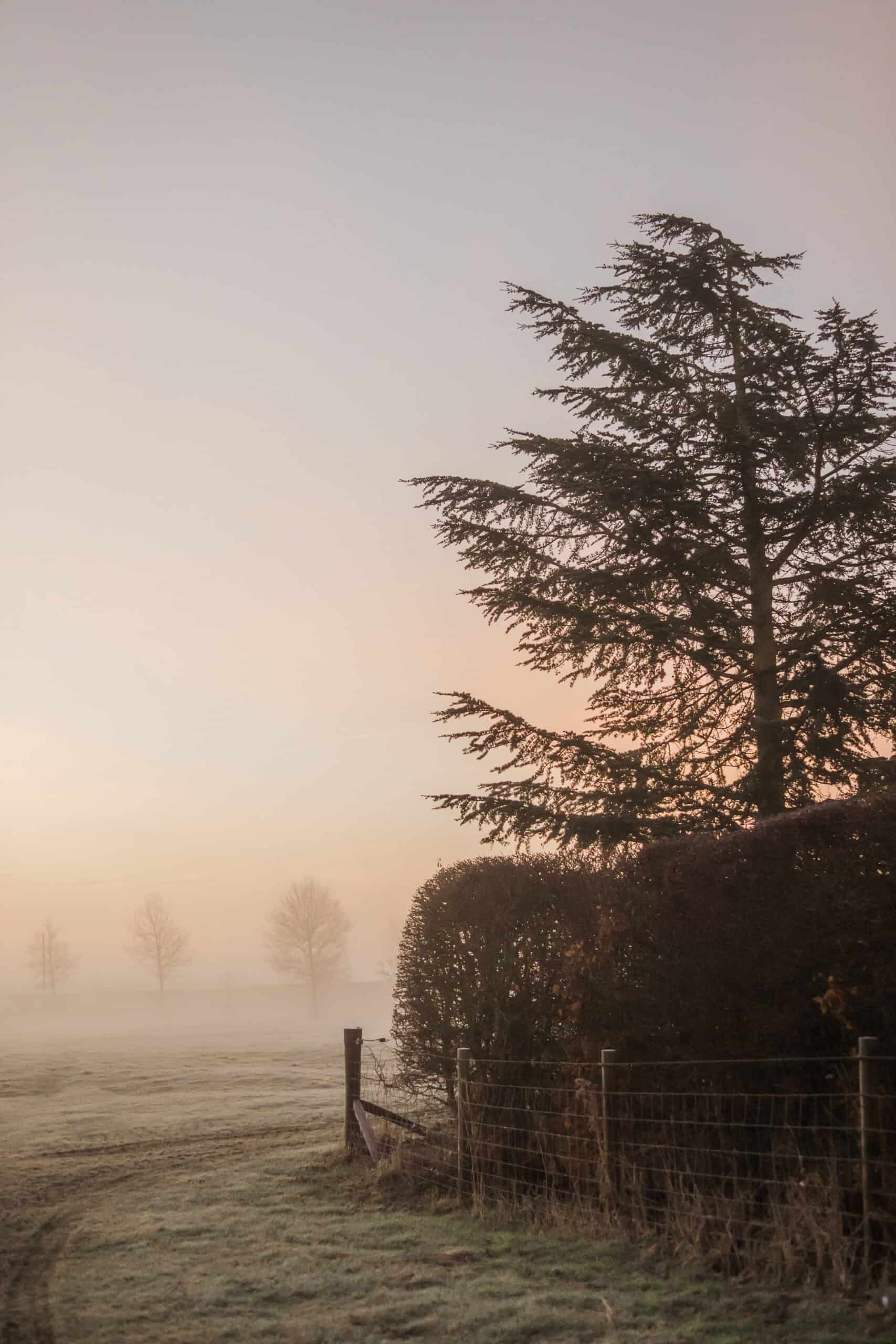 foggy country scene at sunrise with trees in the background.