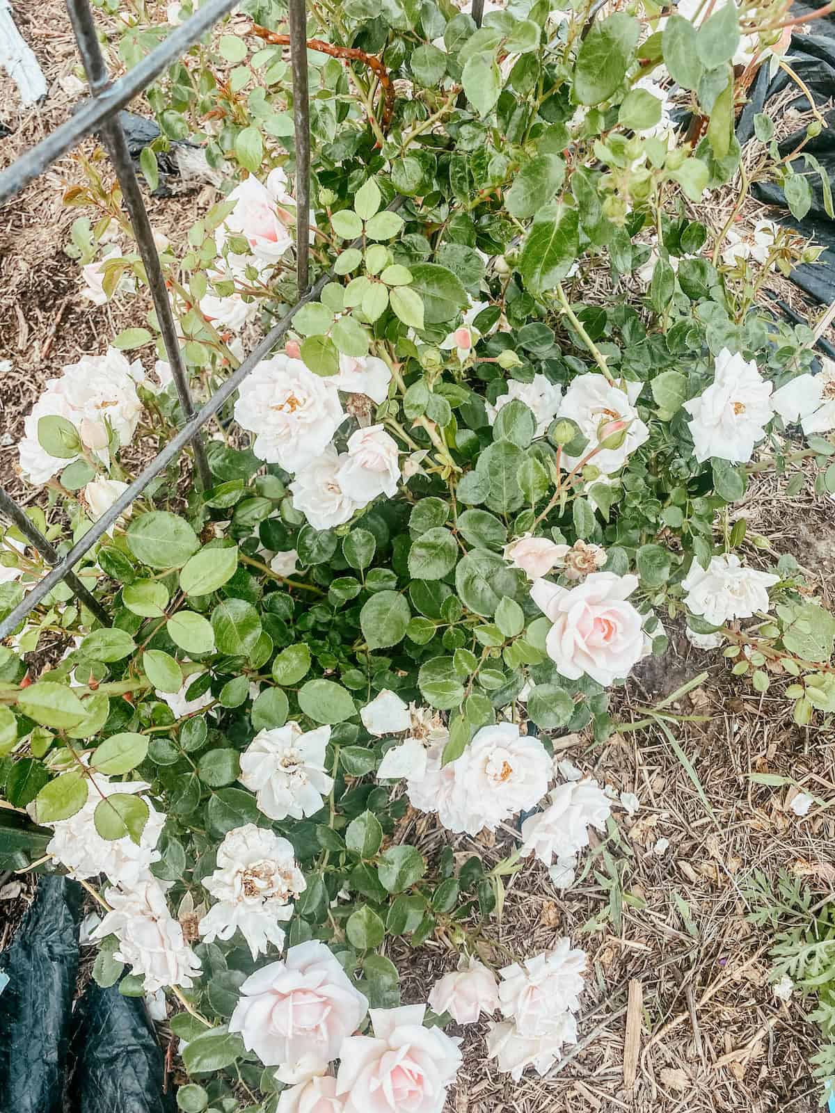 climbing roses on a cattle panel arch.