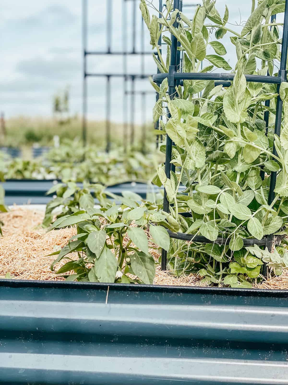 sweet peas climbing on a trellis with a young pepper plant to the side.