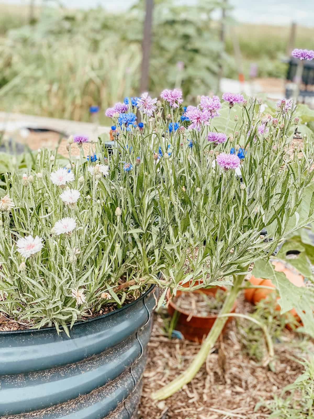 coneflowers in a raised bed.