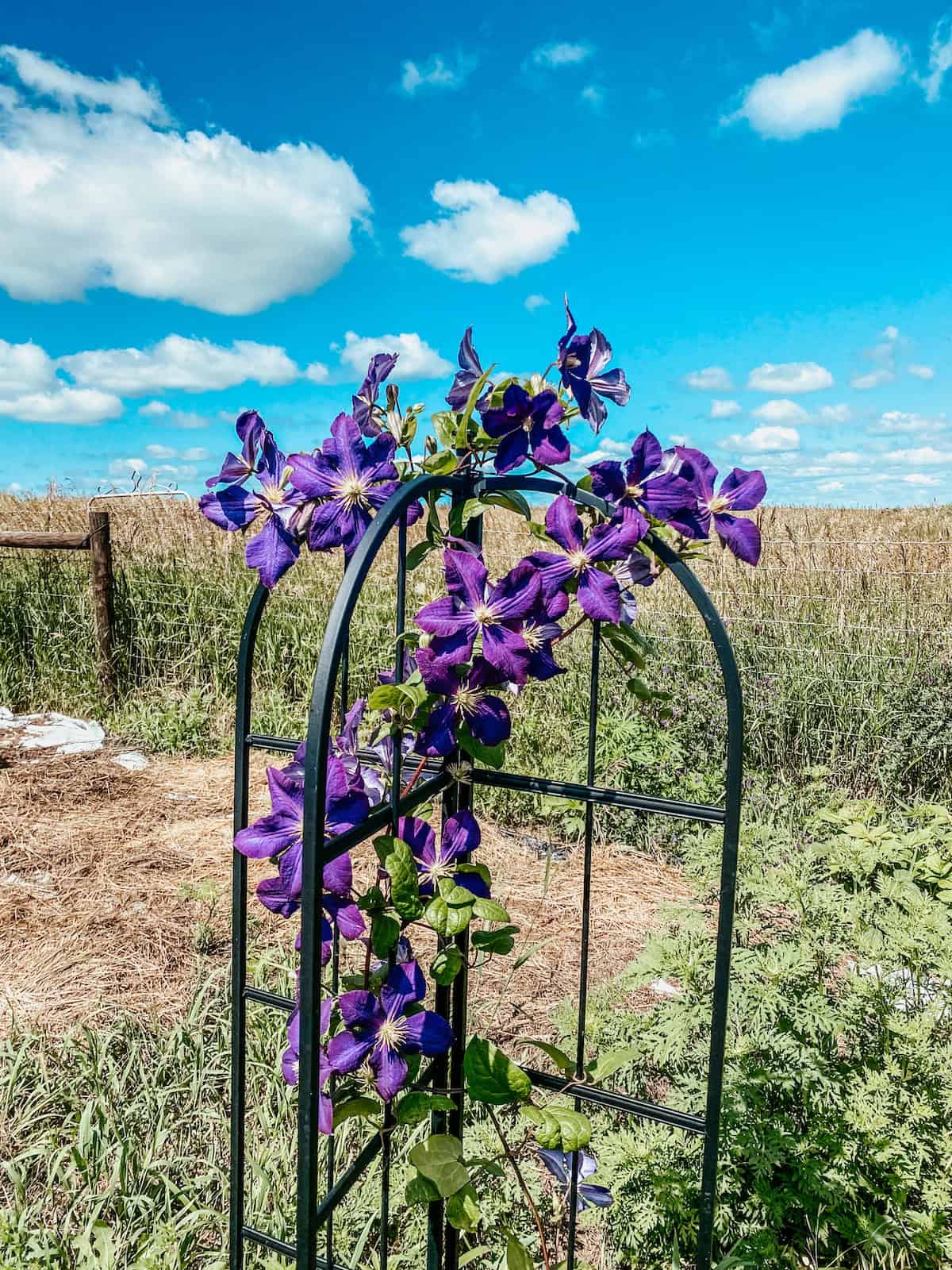 climbing flowers on a black arched obelisk.