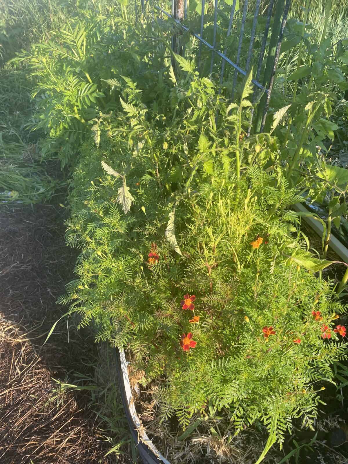 tomatoes and marigolds in a raised bed. 