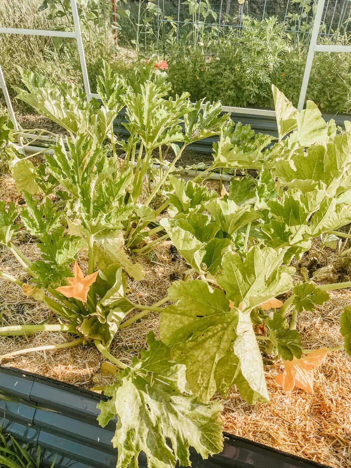 variety of summer squash plants in raised beds.