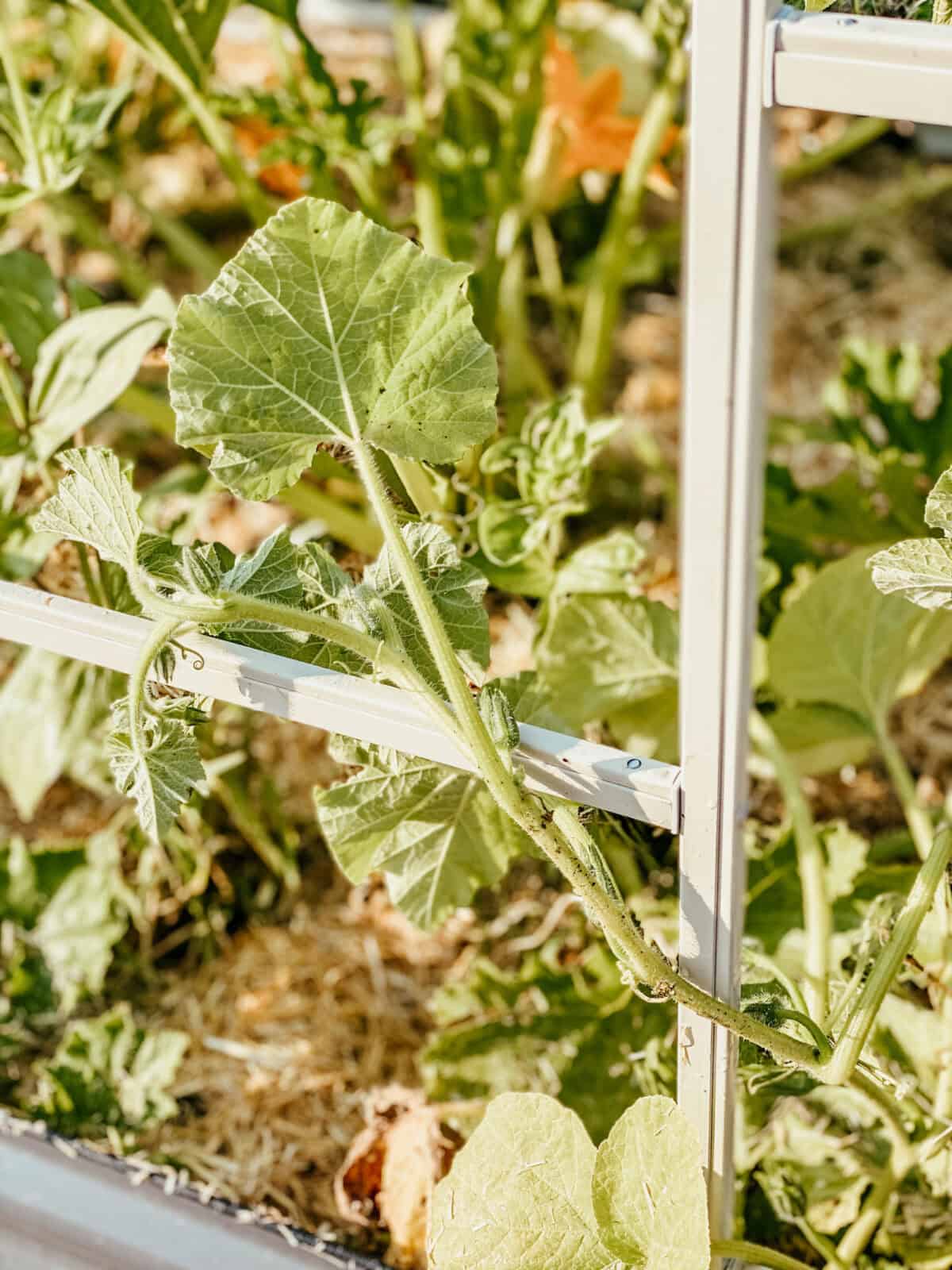 squash climbing trellis. 