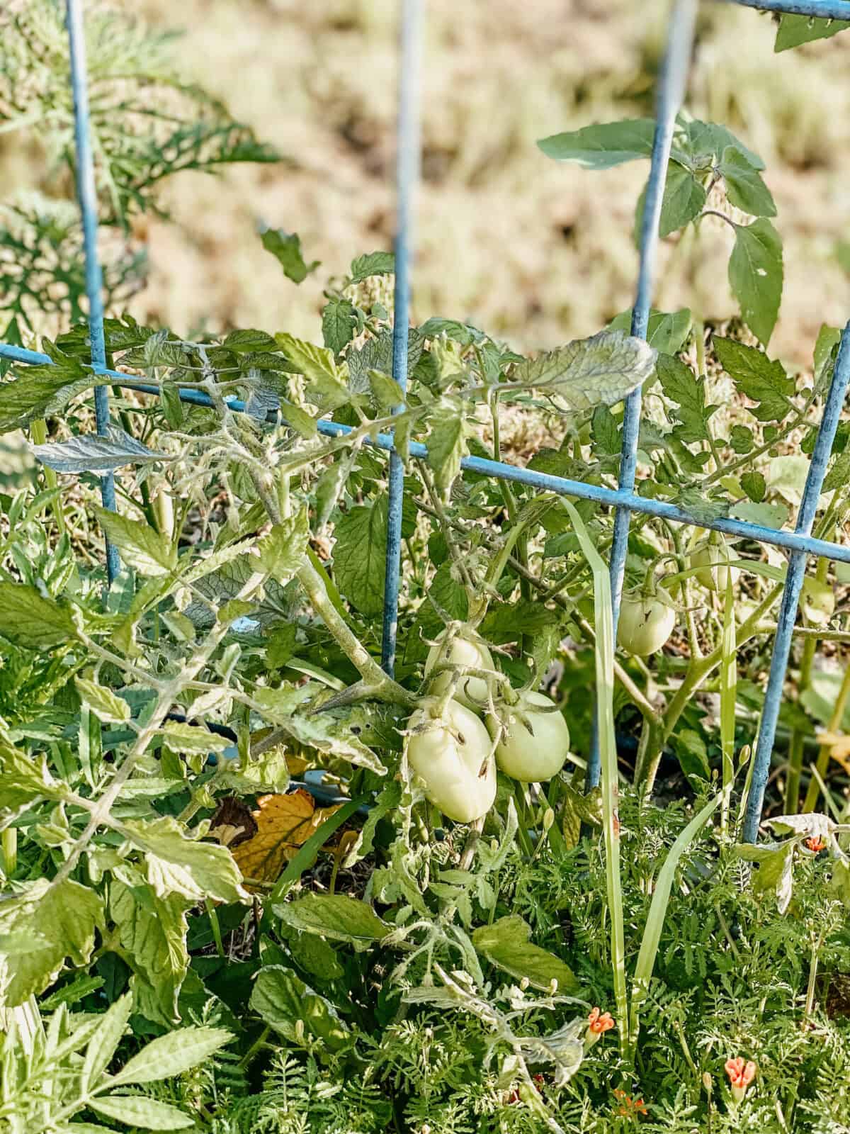 tomatoes growing on a cattle panel trellis.