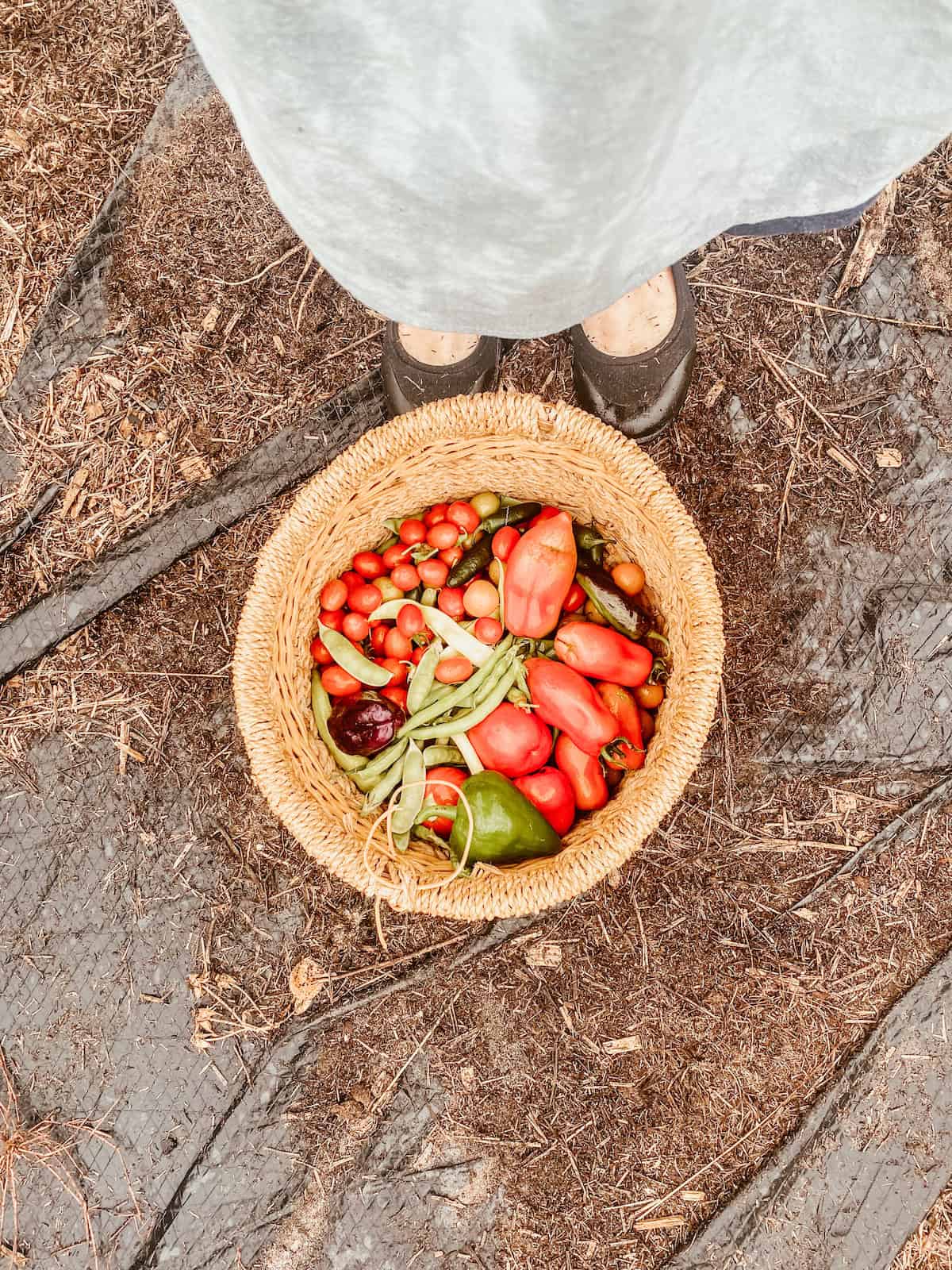 basket basket full of harvests. 