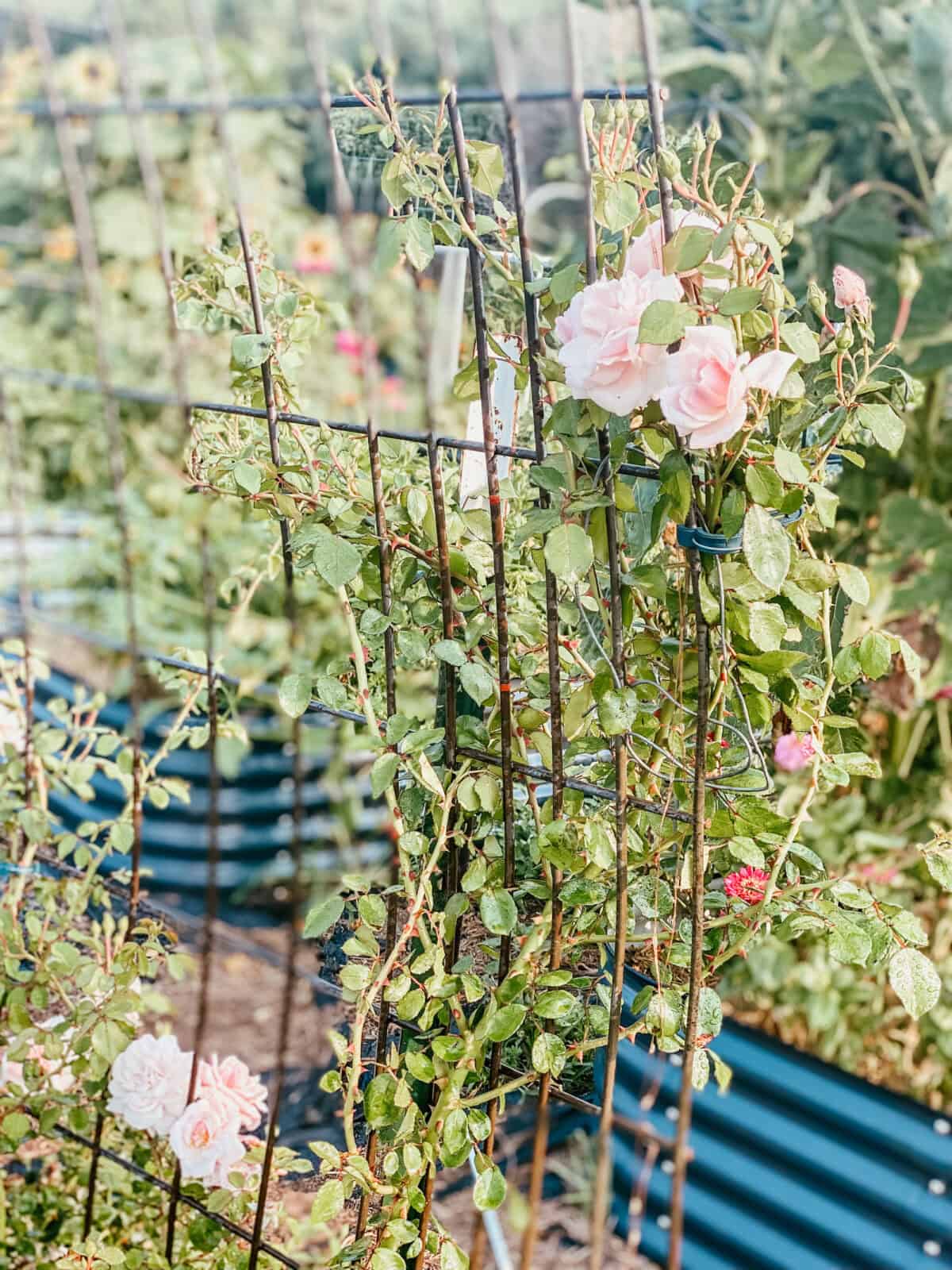 climbing roses on cattle panel arch.