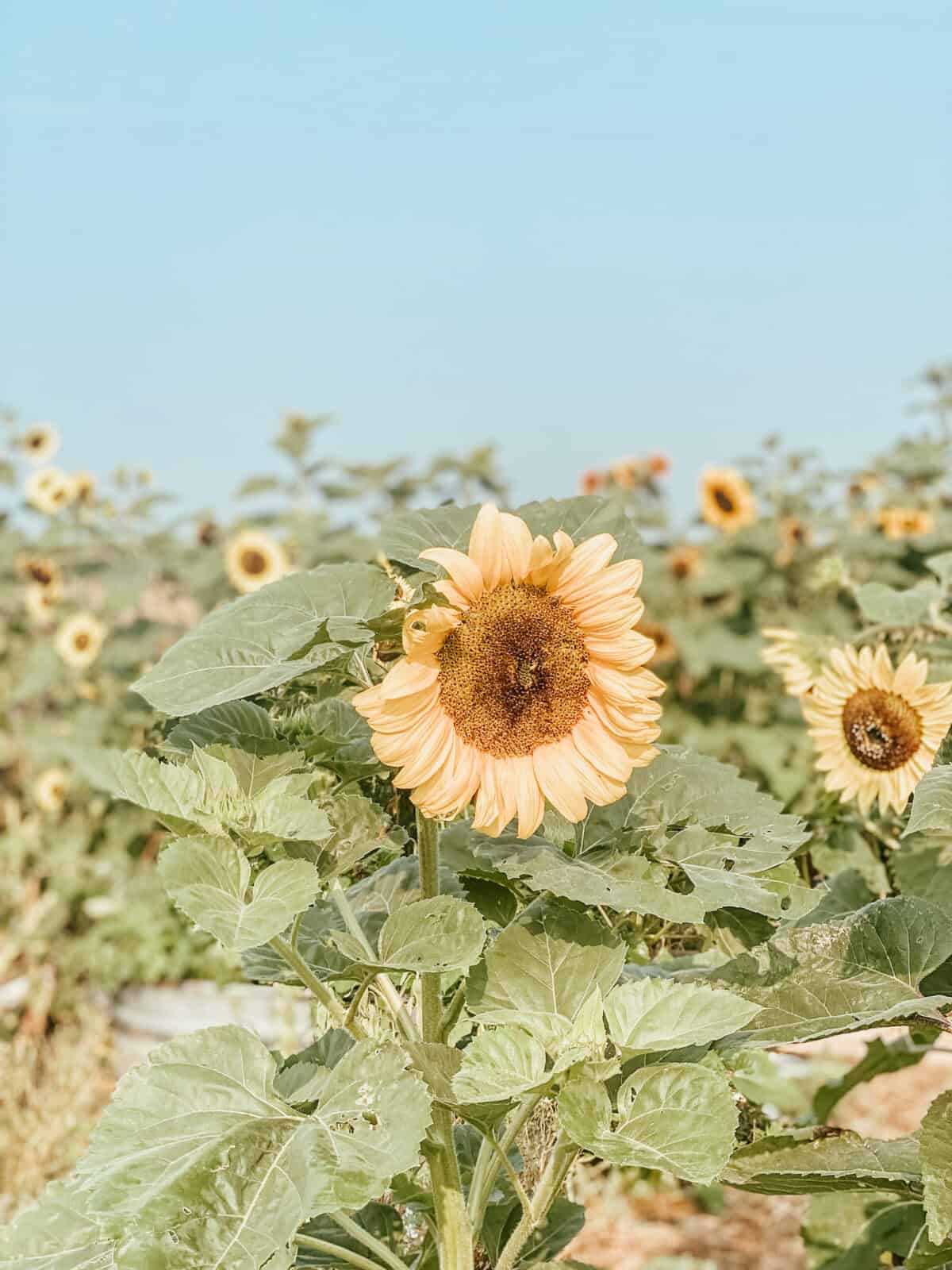 sunflowers in the garden raised beds. 