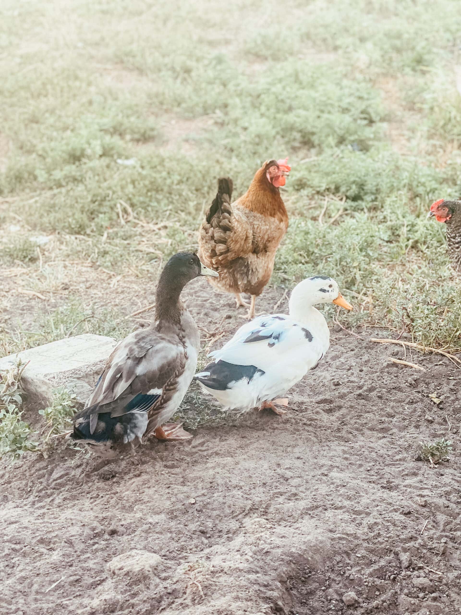 ducks and chickens in the backyard.