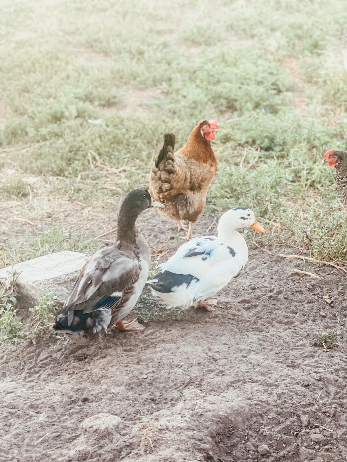 a gray duck and a white duck with the chickens grazing in the yard.