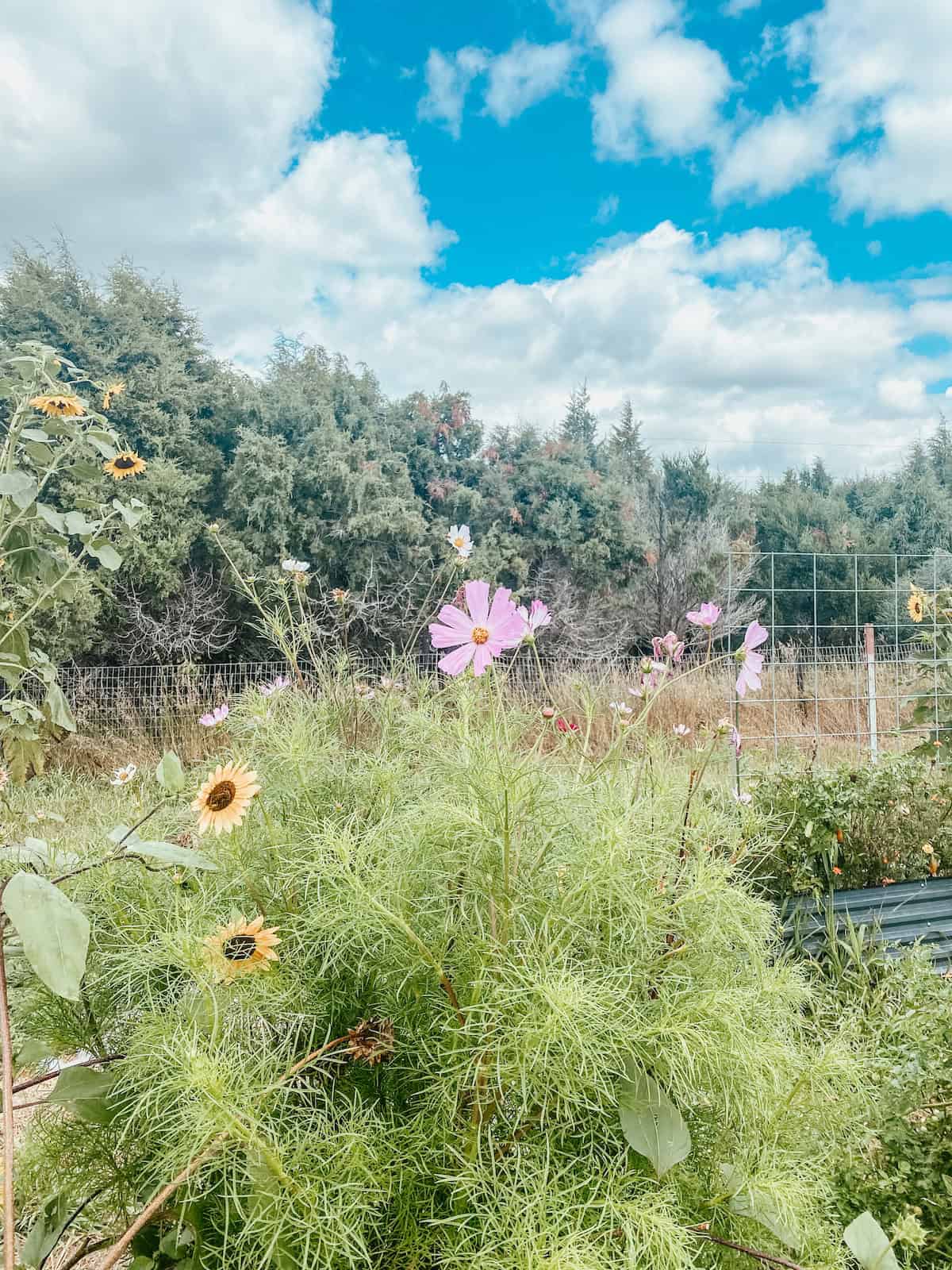 cosmos and sunflowers in the garden beds.