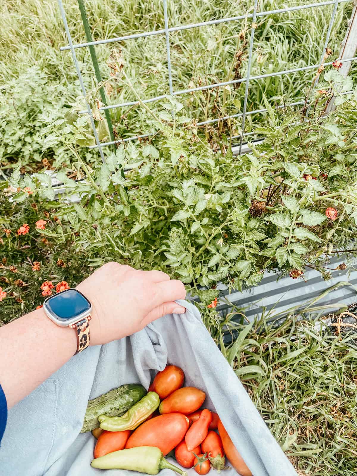 holding an apron full of garden harvest.