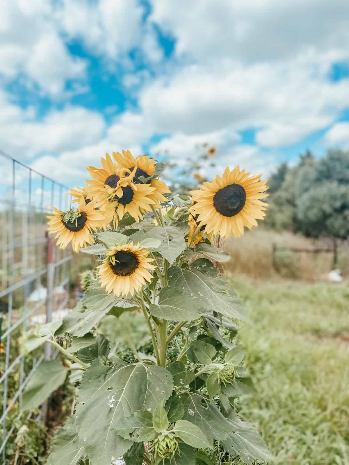 sunflowers in the garden beds. 