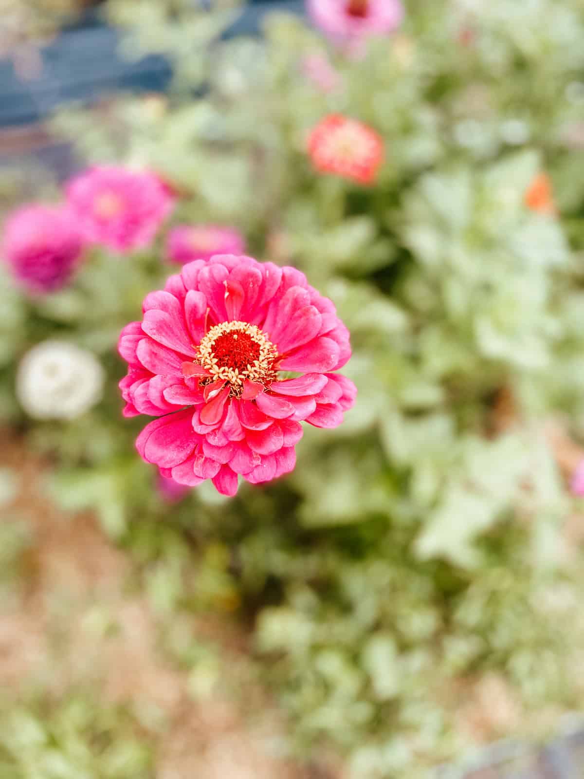 zinnias in raised beds. 