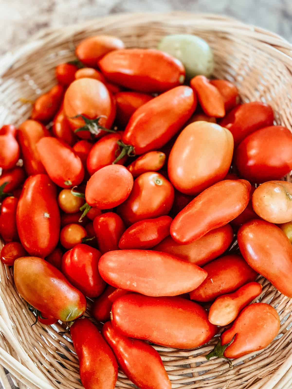 basket full of garden tomatoes. 