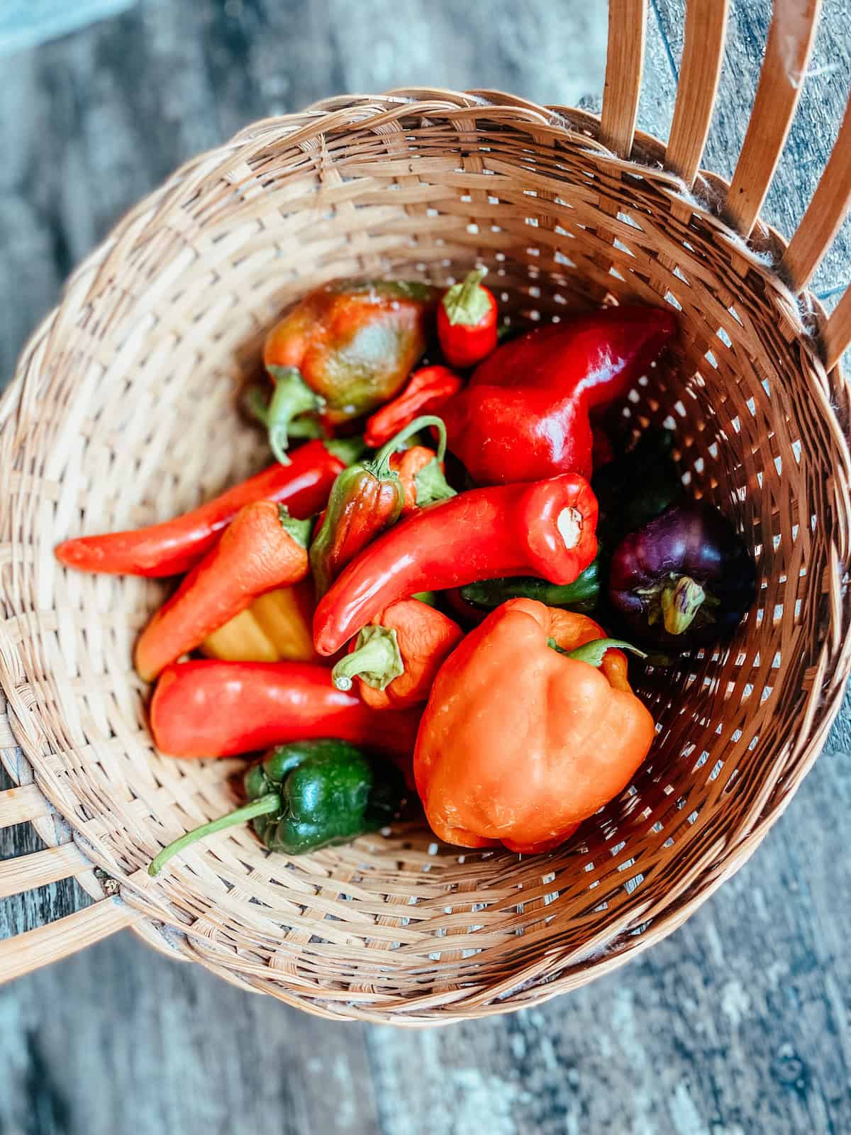 garden harvest basket full of peppers. 